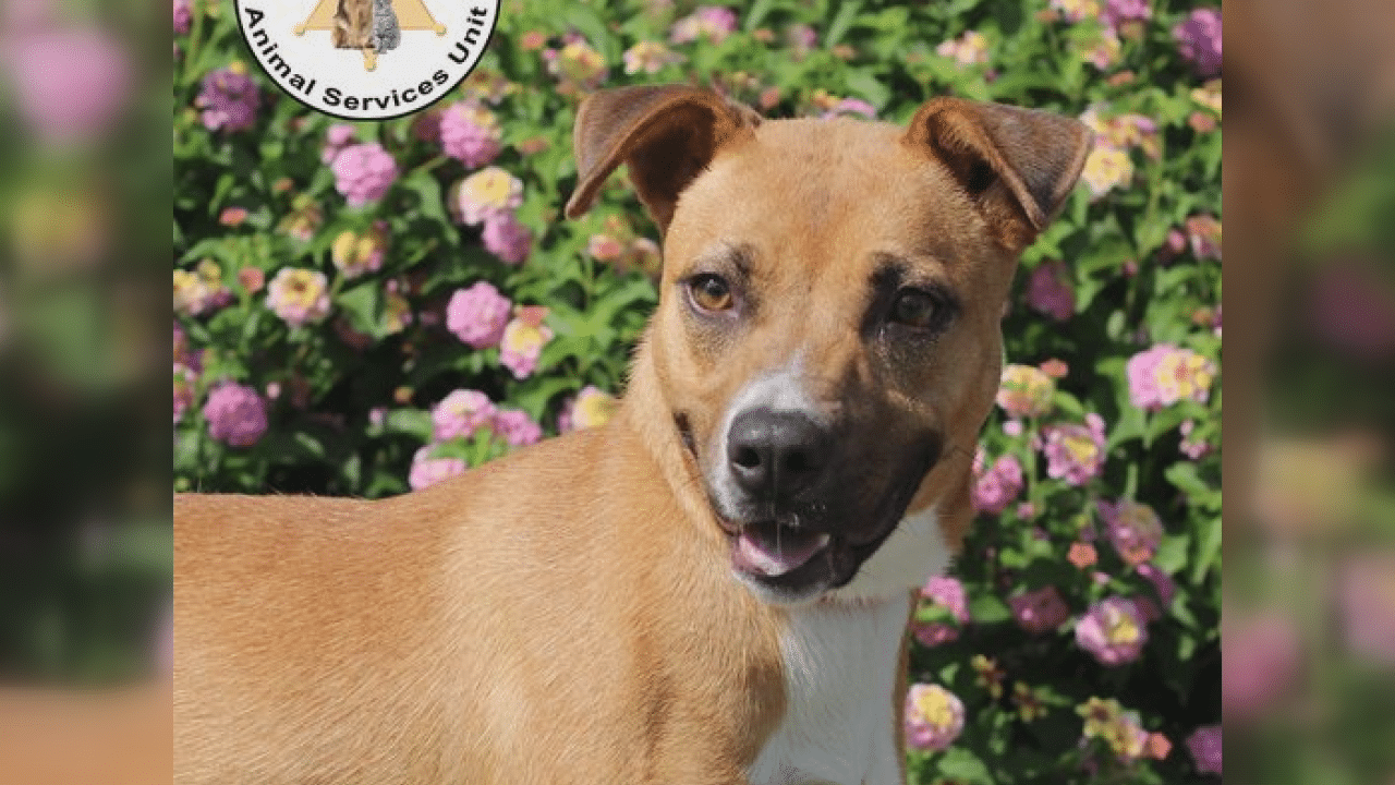 Pet Pals 1yearold boxer mix is looking for a loving home WWAYTV3