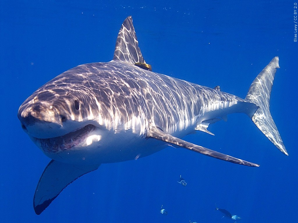 North Carolina Aquarium Society hosting trivia to support shark  conservation - WWAYTV3