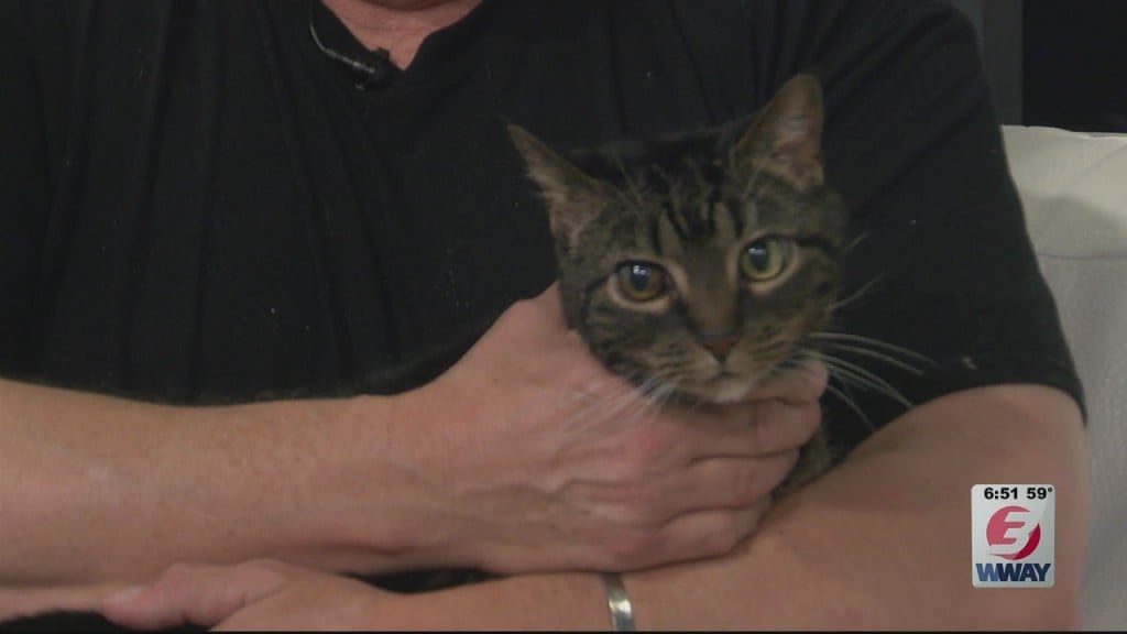Pet Pals: 5 Year Old Tabby Cat Needs A New Home