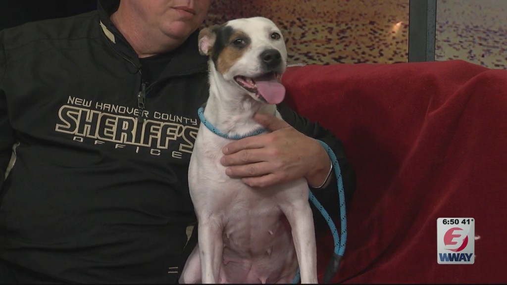 Pet Pals: 3 Year Old Pitbull Jack Russell Mix Is In Need For A New Home