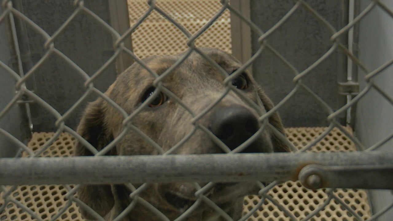 Why you should think twice before gifting a pet on Christmas - WWAYTV3 Why you should think twice before gifting a pet on Christmas - WWAYTV3