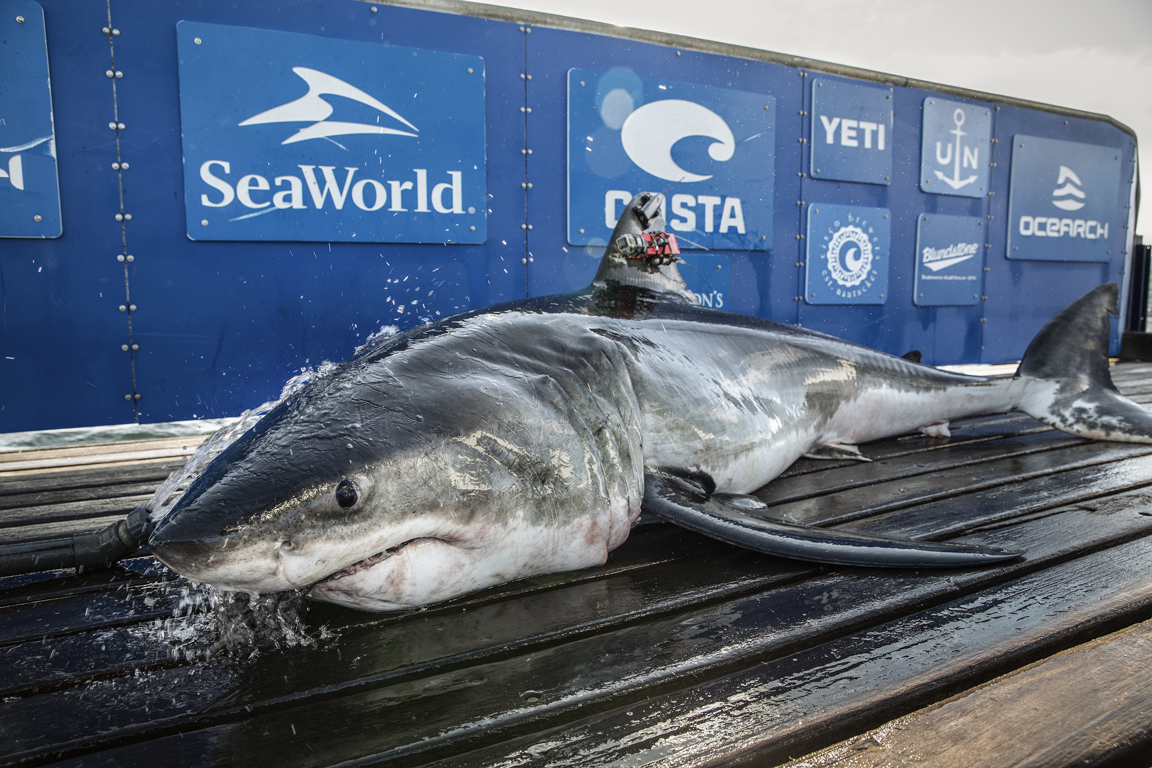 Tracker app shows 3 great white sharks off NC coast