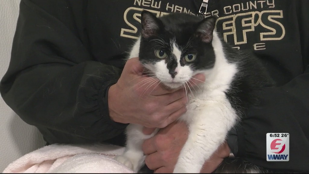 Pet Pals: 14 Year Old Domestic Short Hair Cat Is Looking For A New Home