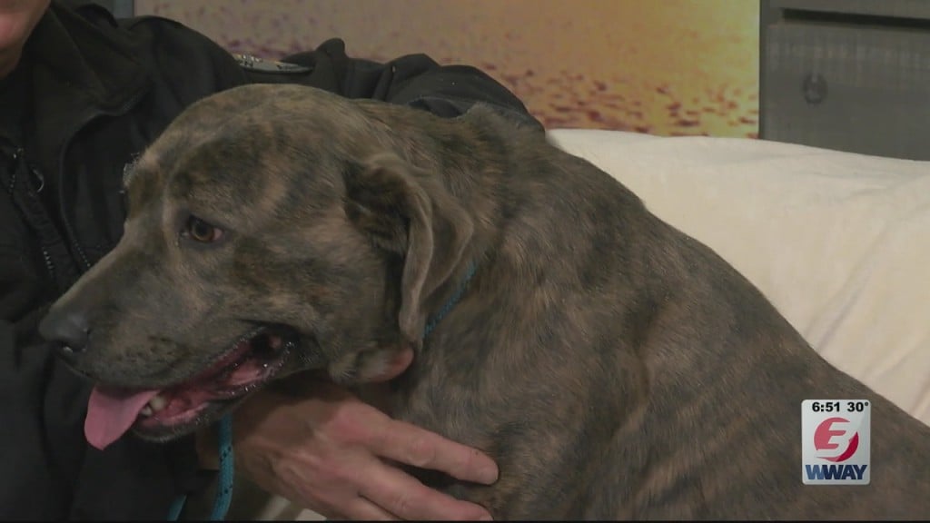 Pet Pals: 2 Year Old Plott Hound Is In Need On A Forever Home