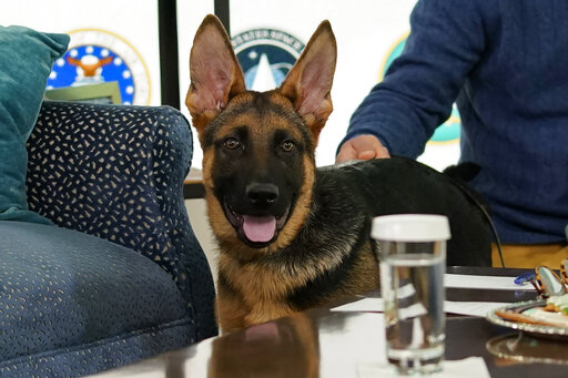 Biden Dog Commander To Make Tv Debut During ‘puppy Bowl’