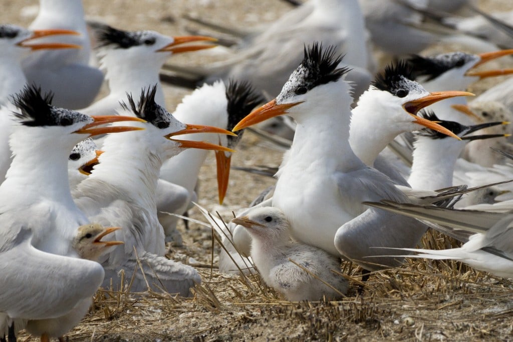 Royal Terns