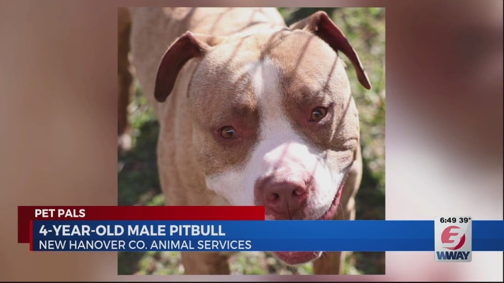 Pet Pals 3/15