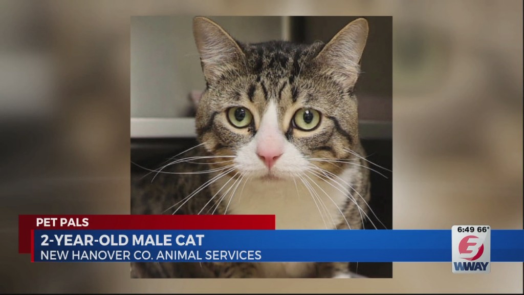 Pet Pals: 3 Year Old Male Cat Looking For Forever Home