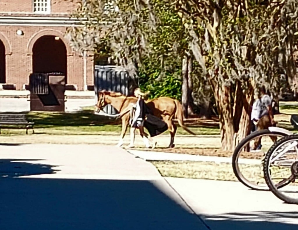 horse-photo2-1024x791.jpg