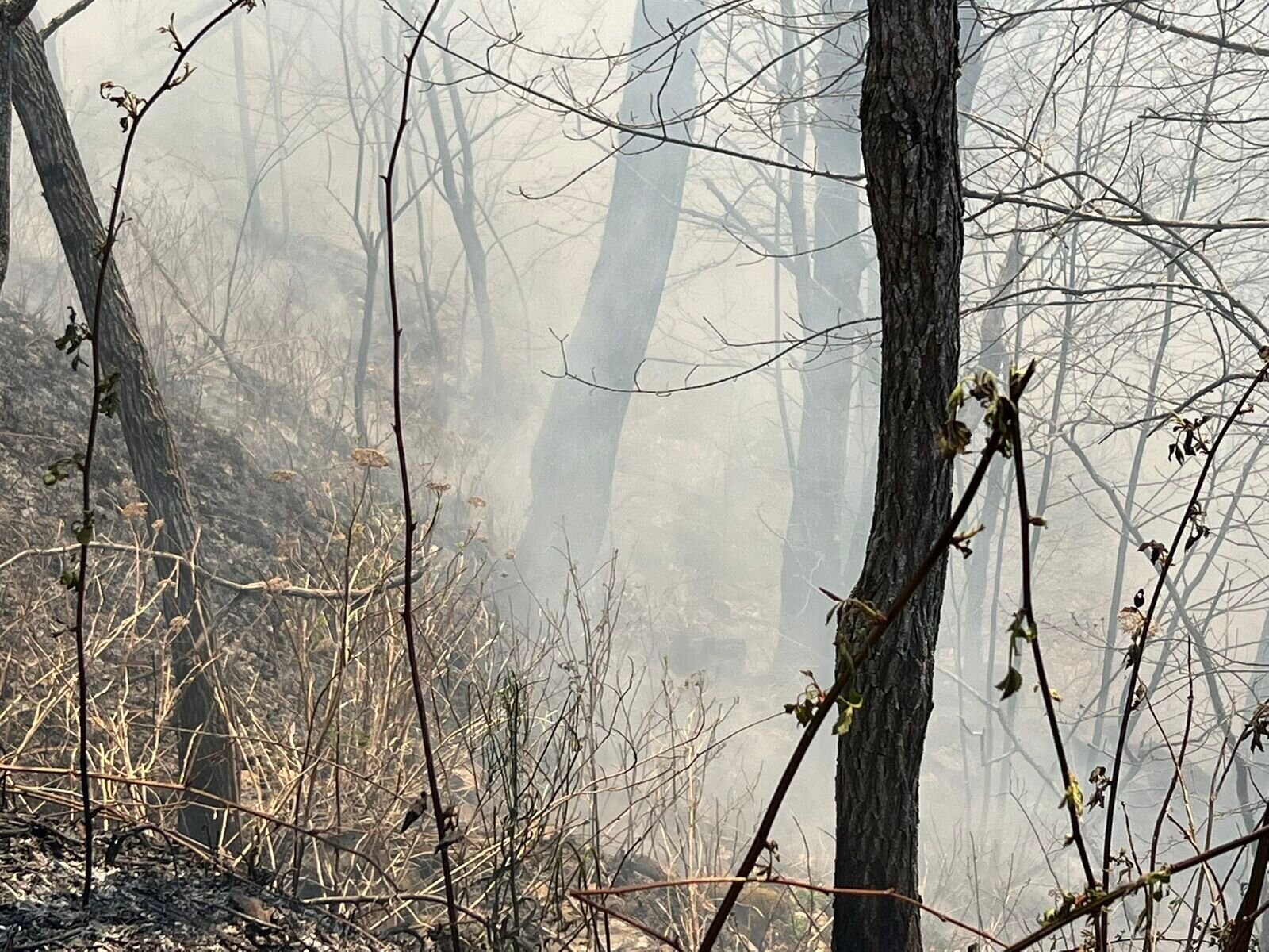 North Carolina has nearly surpassed number of fires, acres burned in all of 2021 – WWAYTV3