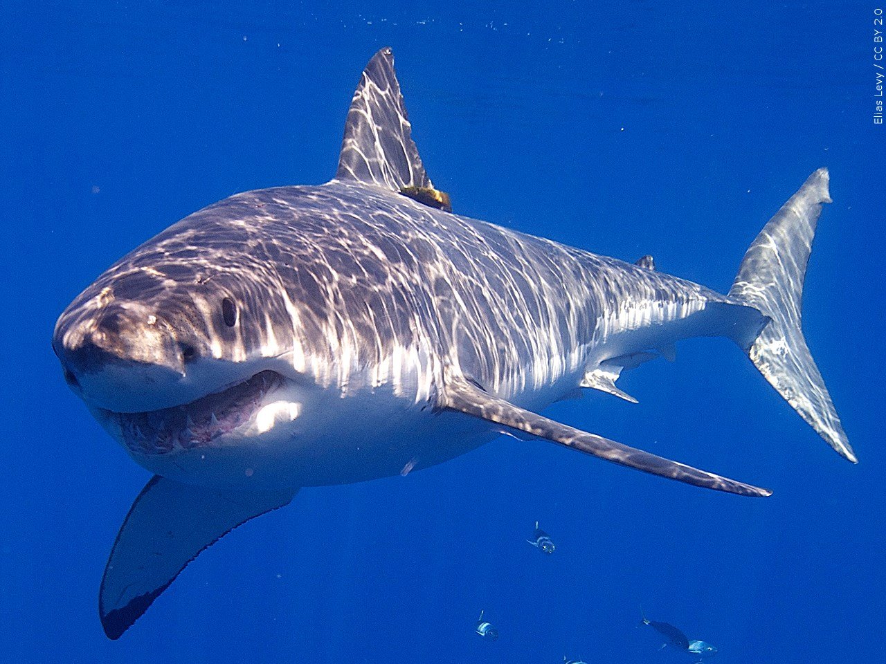 1,000-pound great white shark spotted off New Jersey shoreline