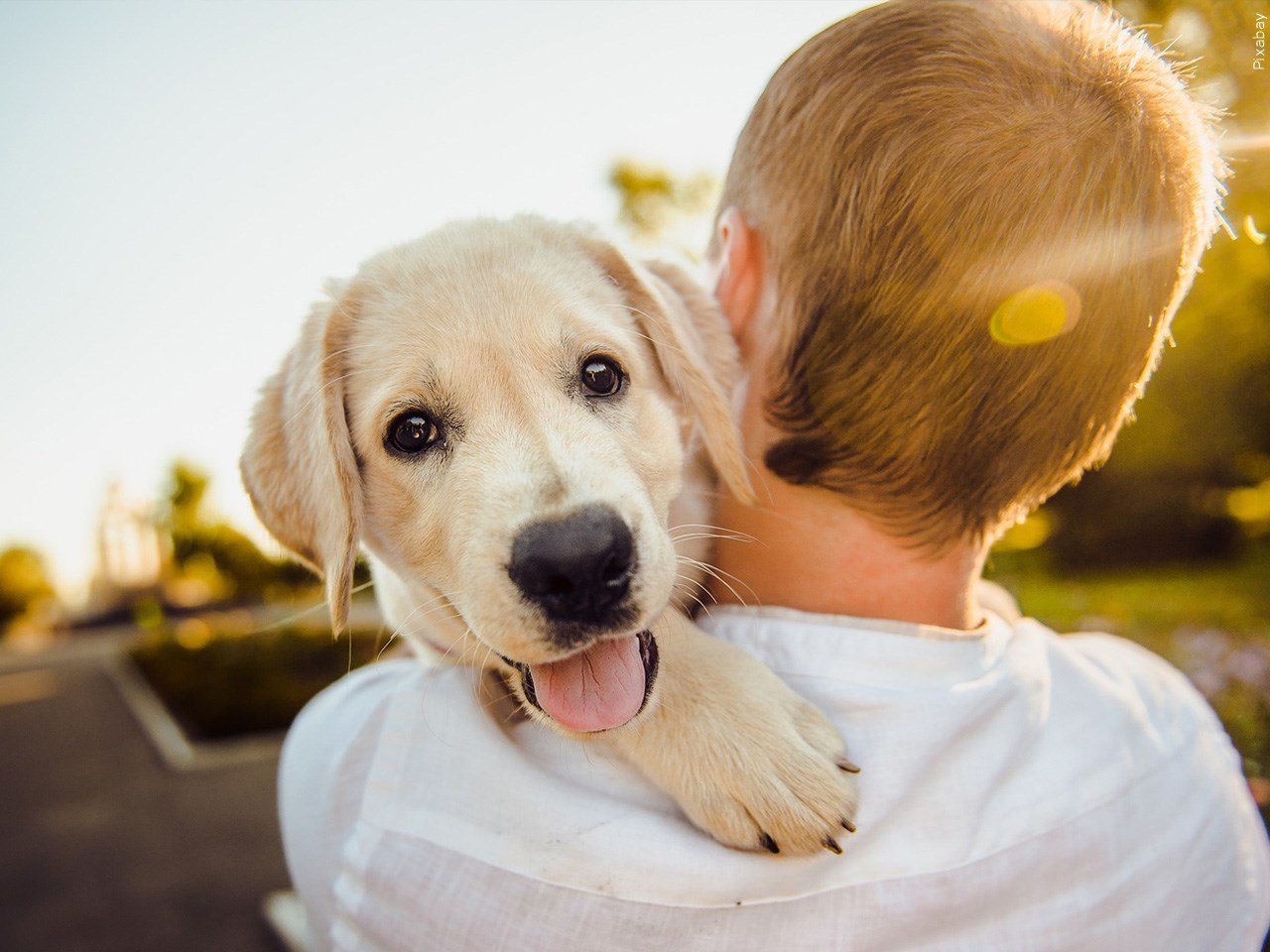 How To Stop Your Dog From Having A Panic Attack