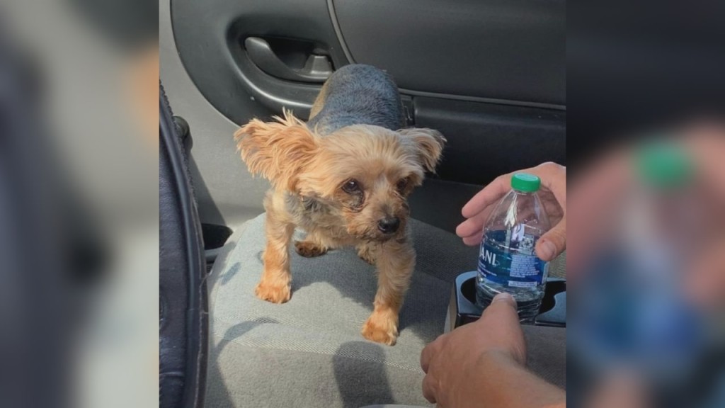 Dog 2