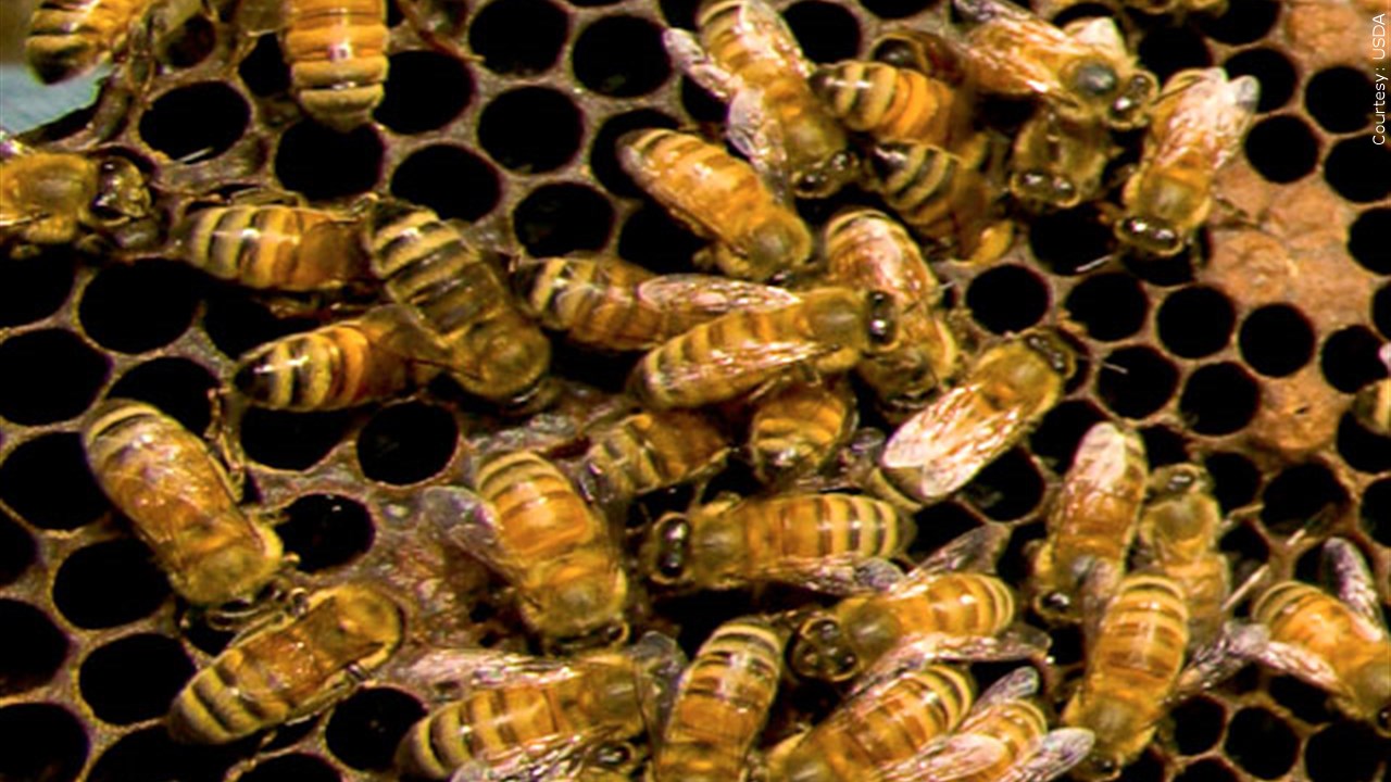 6 000 Bees Removed From Inside Wall Of Omaha Couple S Home Wwaytv3