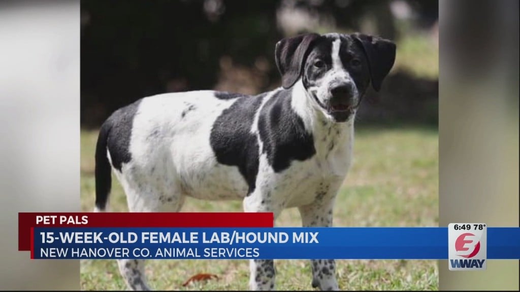 Pet Pals: 15 Week Old Female Lab Hound Mix Is Looking For A Forever Home