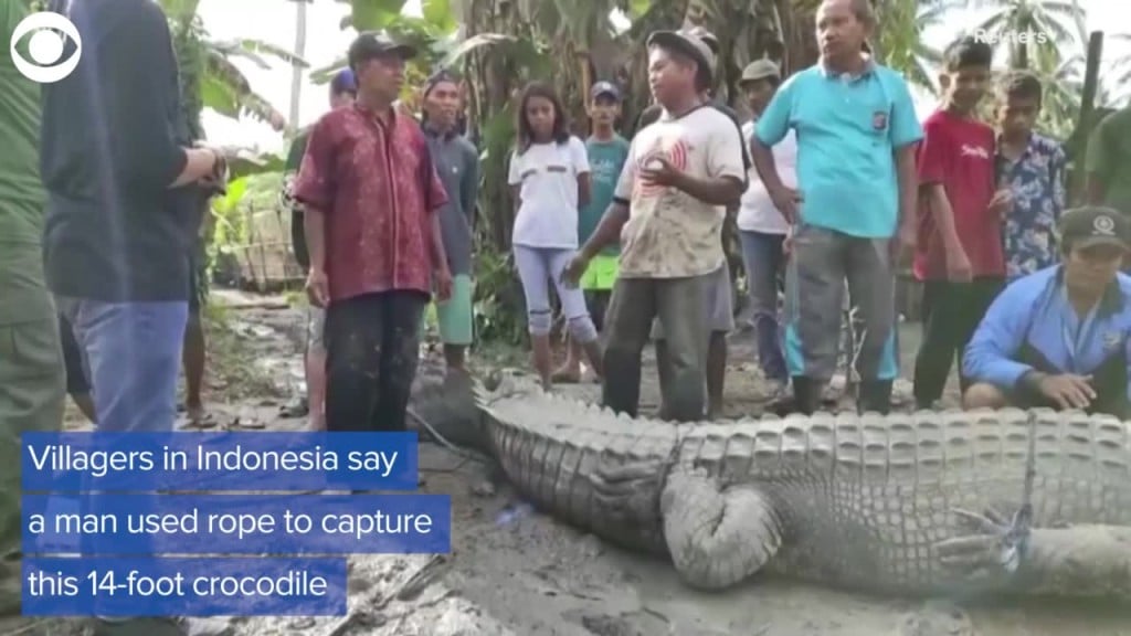 14 Foot Long Crocodile Caught In Indonesia