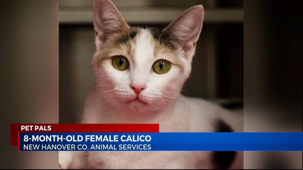 Pet Pals: 8 Month Old Calico Cat Looking For A Forever Home