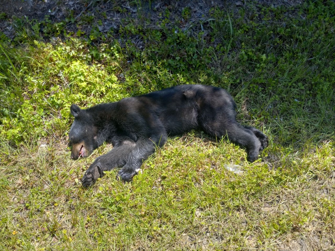 sloth bear bike