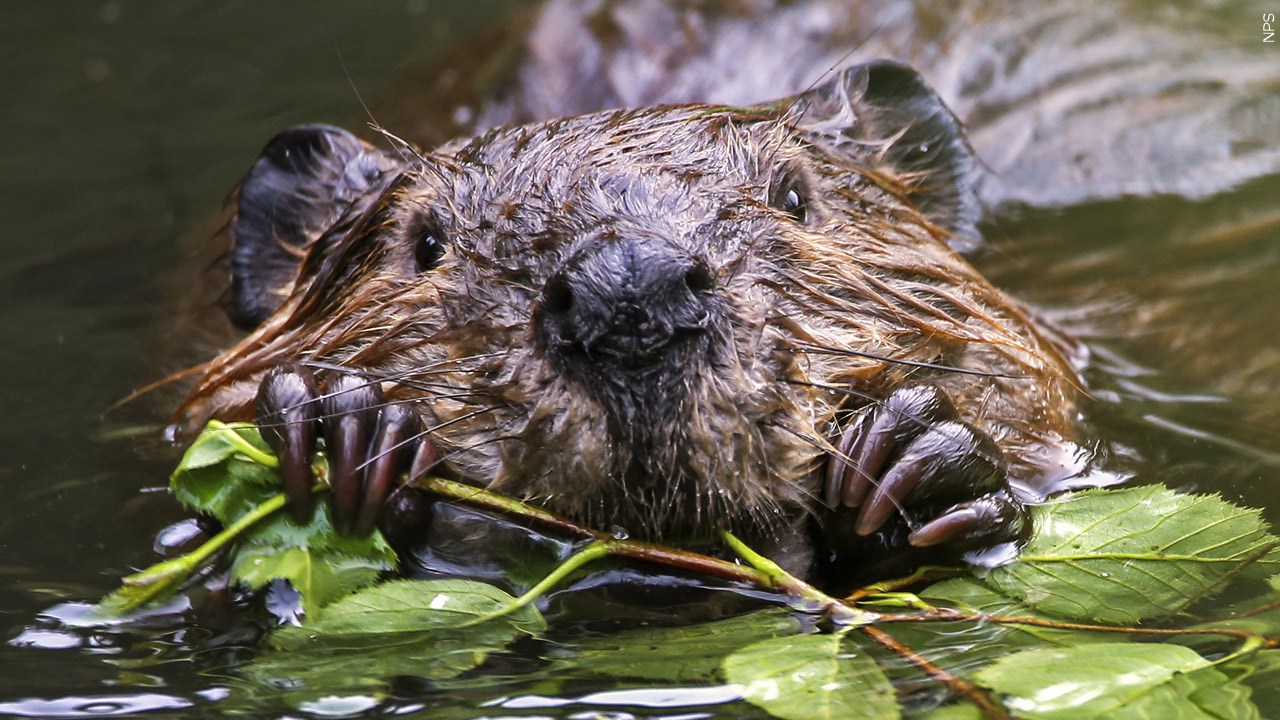 Horry County offering bounty for hunting beavers, providing front paws