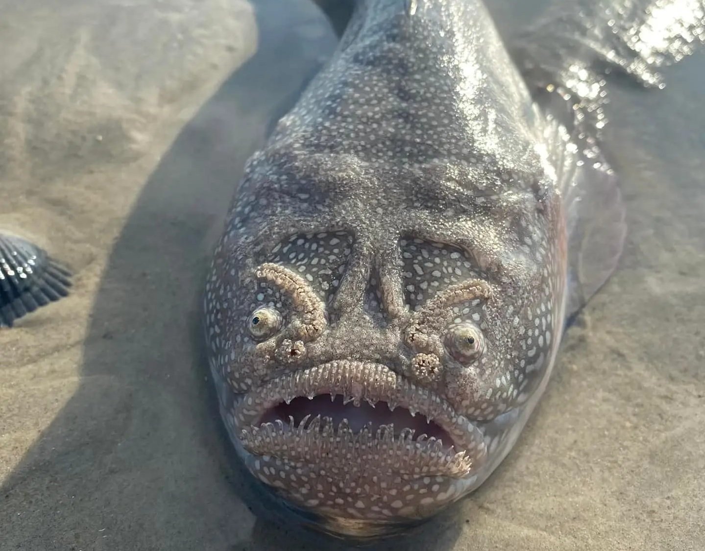 Stargazer' fish found on the beach along the northern Outer Banks