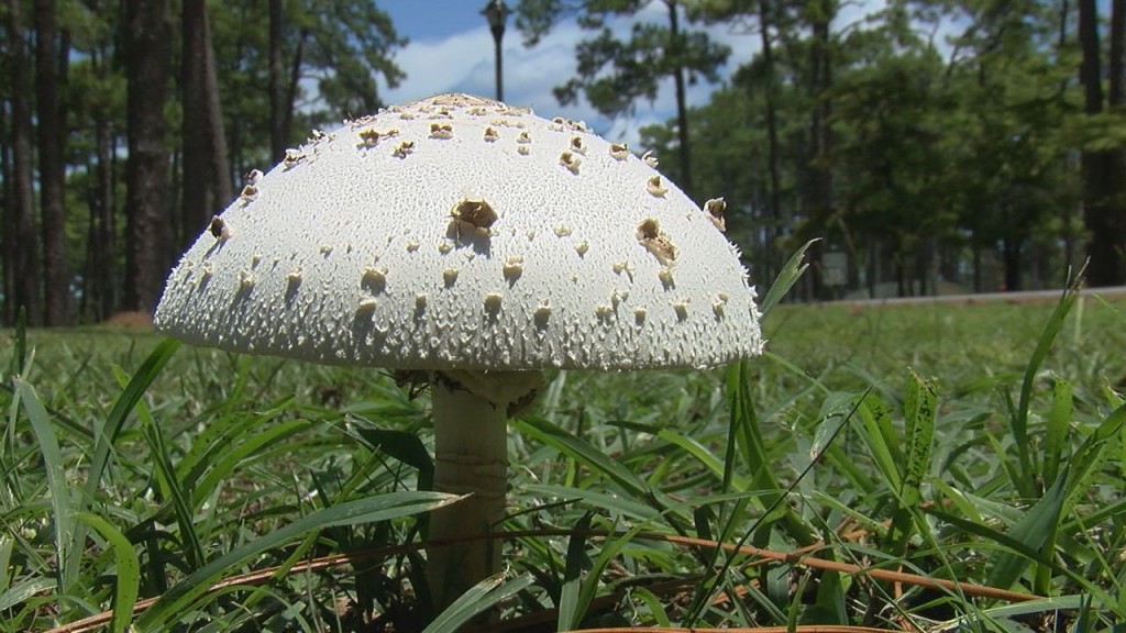 Increased Number Of Mushrooms Taking Over Lawns Across The Cape Fear