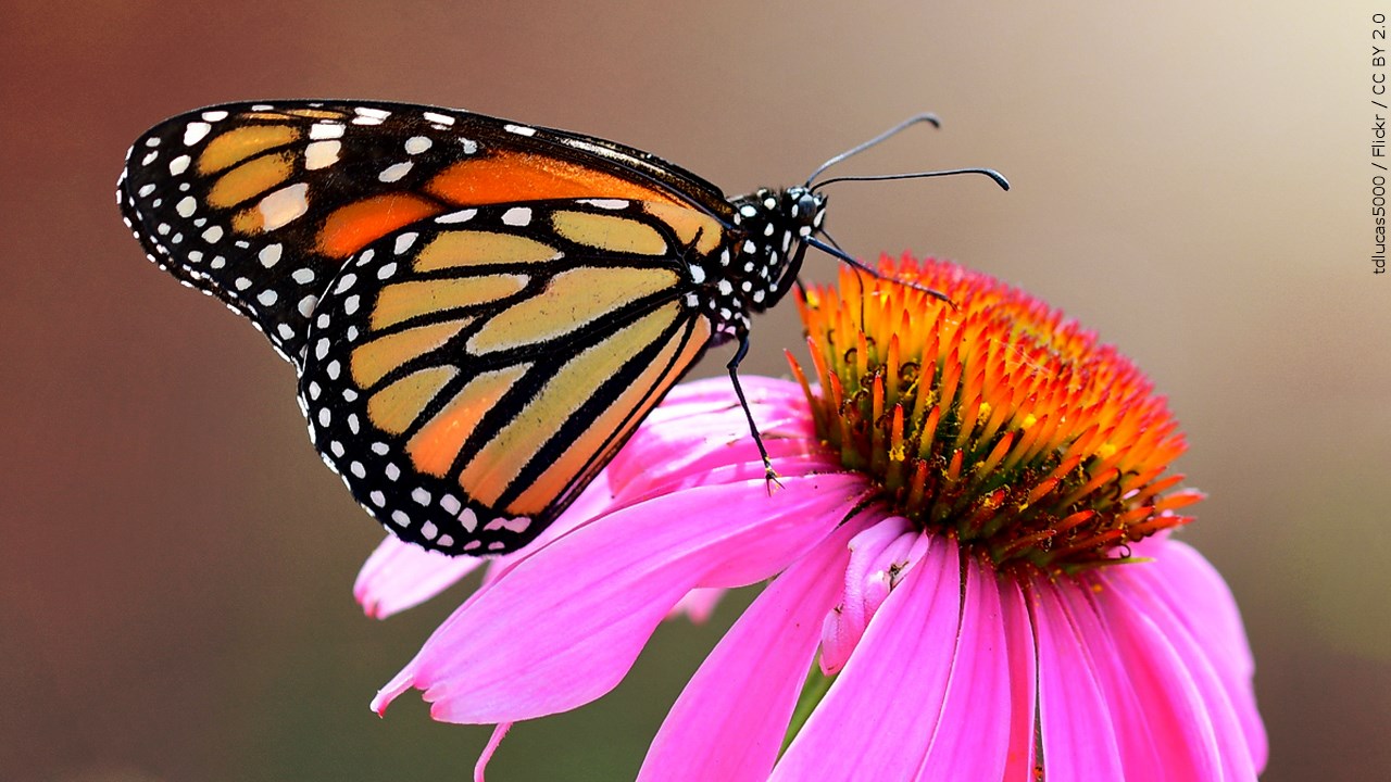 How To Help The Problem Of A Decreasing Monarch Butterfly Population WWAYTV