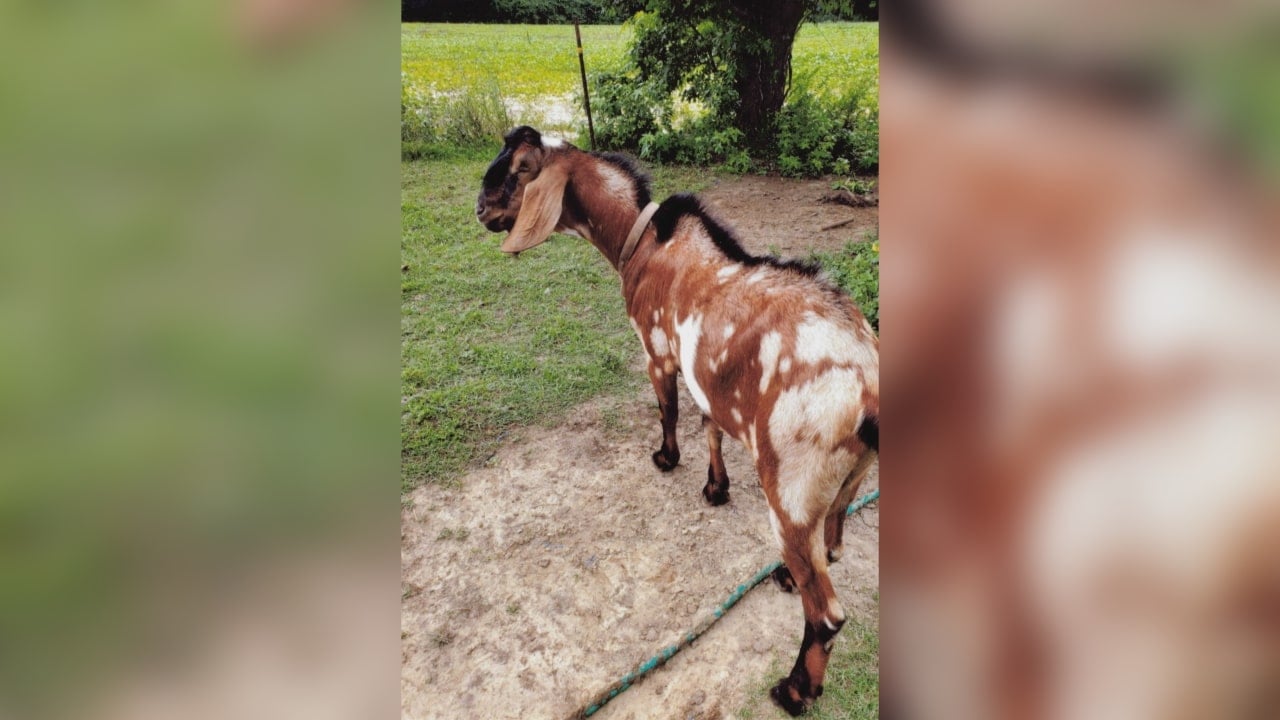 Missing Goat Missing goat named Willis being searched for in Columbus County - WWAYTV3