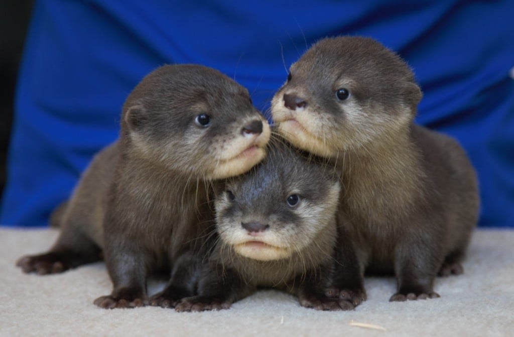 Otter Pups