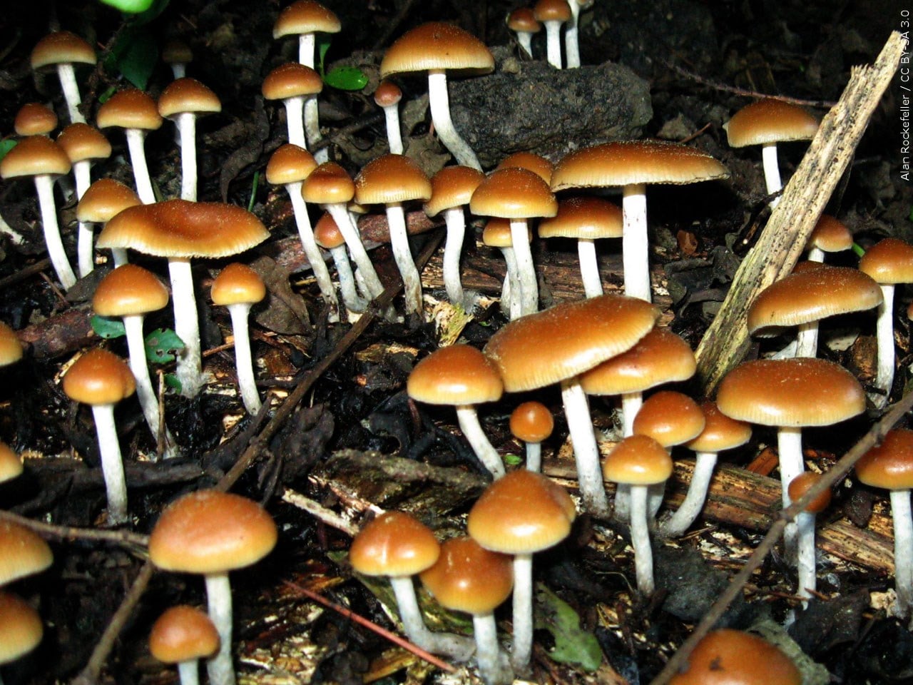 'Magic mushroom' psychedelic may help heavy drinkers quit WWAYTV3