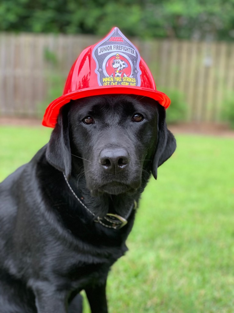 Dog 3