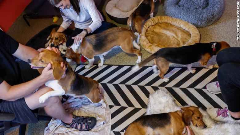 Beagles