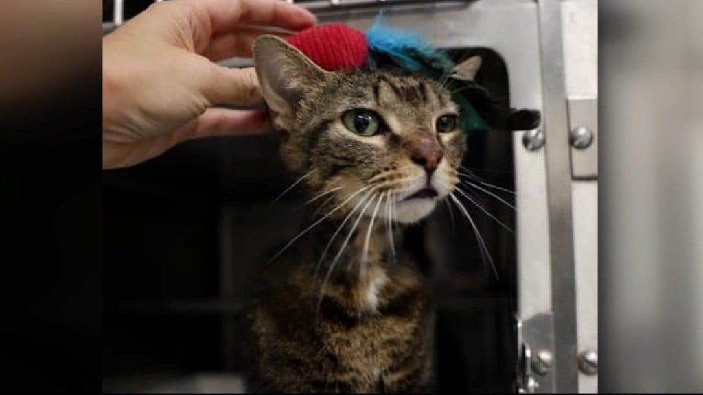 This Week's Pet Pal Is A 2 Year Old Female Tabby Cat.