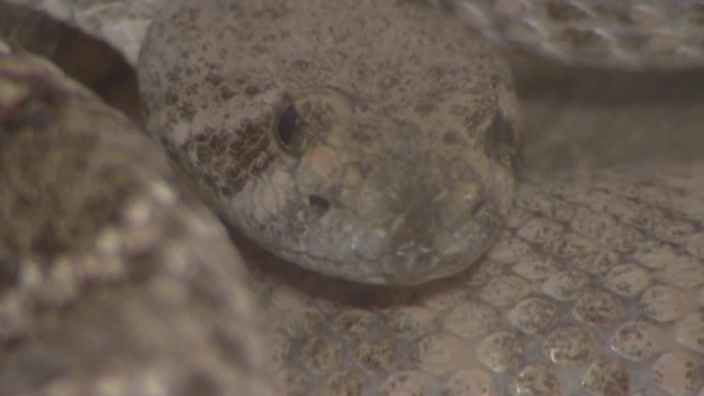 Nc Cooperative Extension Offers Tips On Snake Encounters