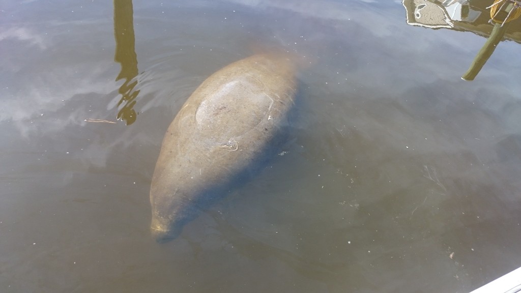 St James Nc Manatee Sighting Dsc 0280