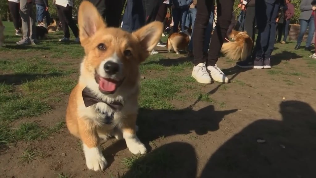 30 Best Gifts for a Corgi Owner