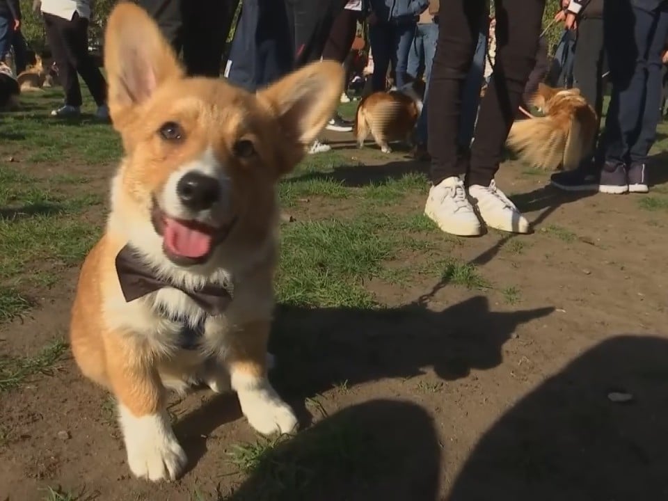 Playright Corgi Pet Puppy