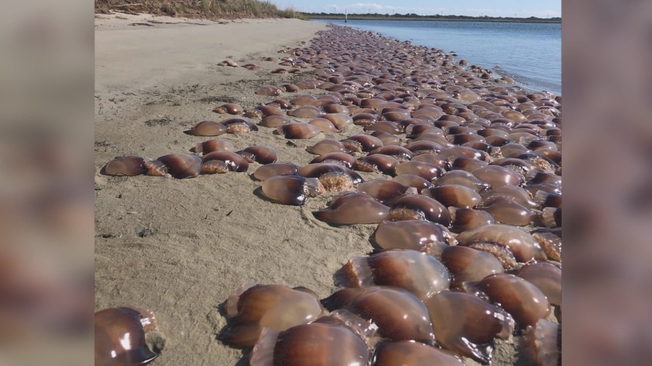 Large swarm of Jellyfish washes ashore on North Carolina beach – WWAYTV3