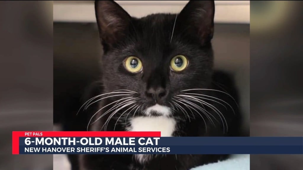 Pet Pals: 6 Month Old Female Cat Looking For Forever Home