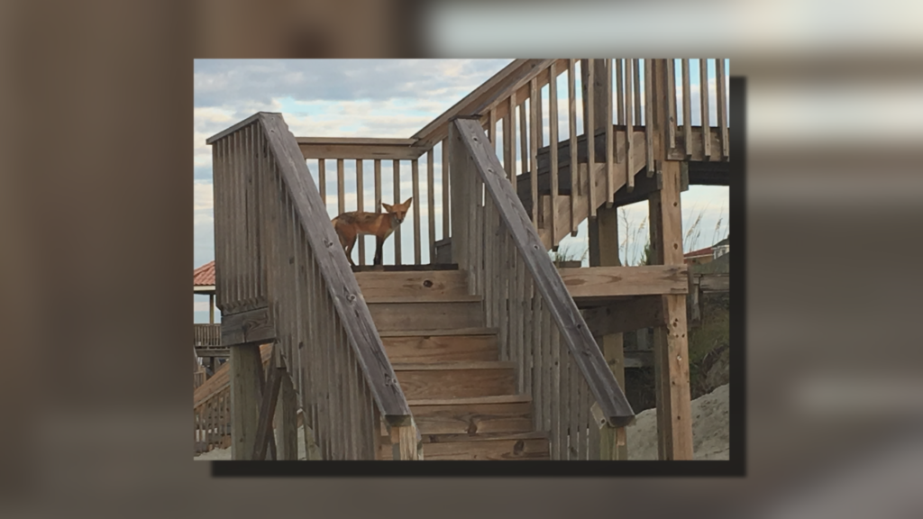 Controversy Over Town Of Ocean Isle Beach’s Plans To Address Fox Population