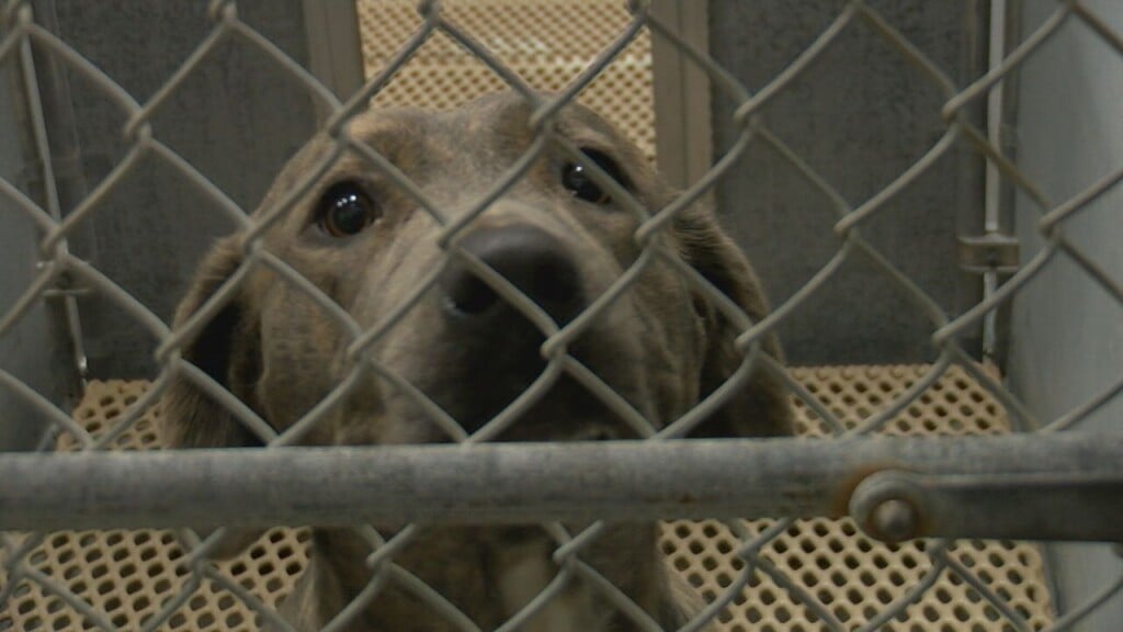 Animal shelters in the Cape Fear Area experience high capacity numbers -  WWAYTV3