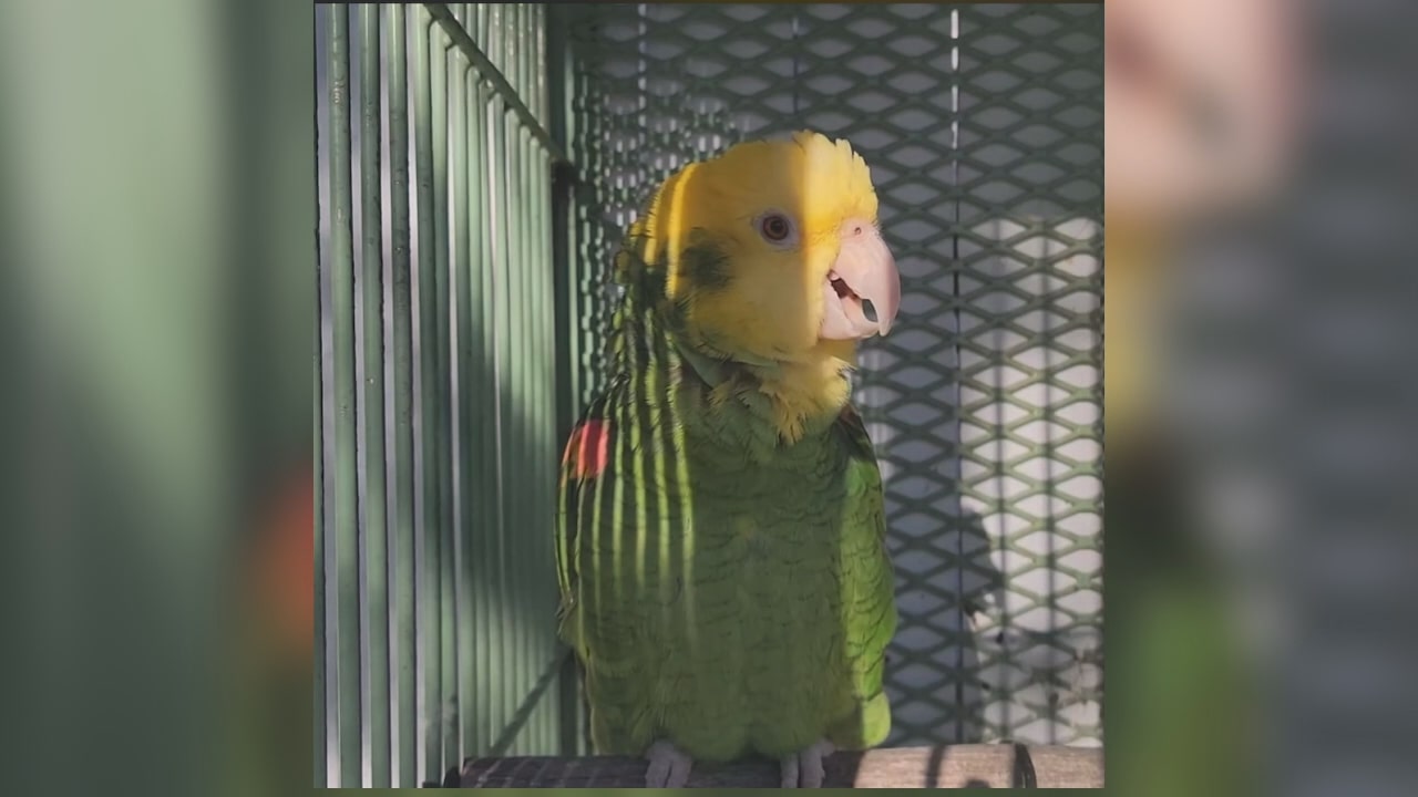 WATCH: Opera-singing Parrot living at Skywatch Bird Rescue - WWAYTV3