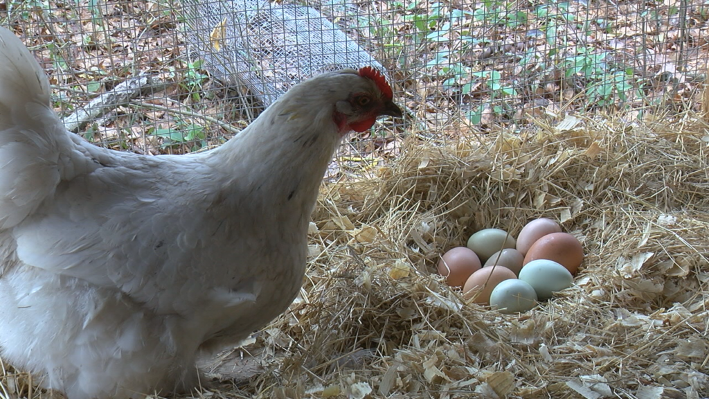 Eggslocal