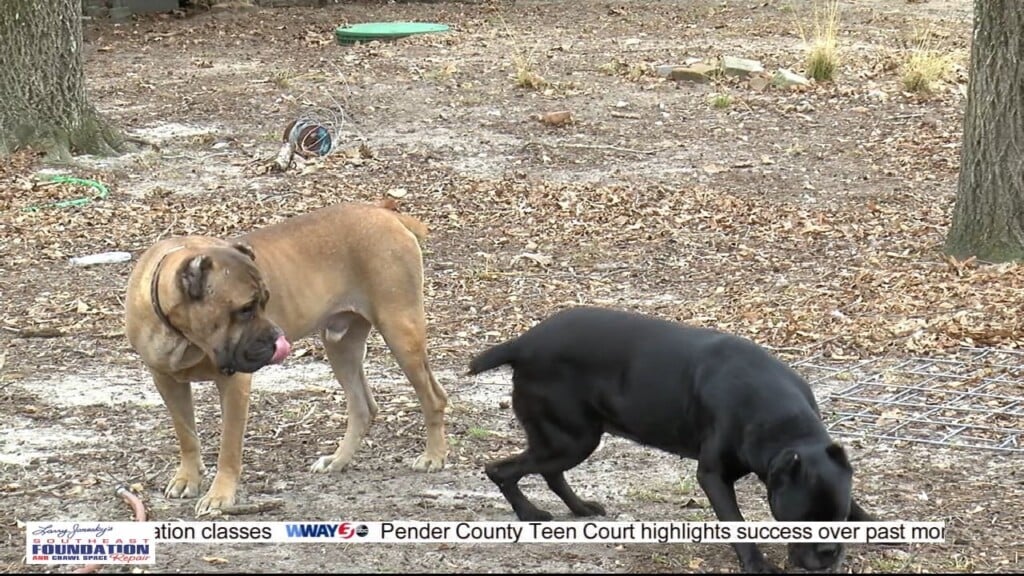 Pender County Dog Breeder Comes Home To Find Multiple Dogs Dead