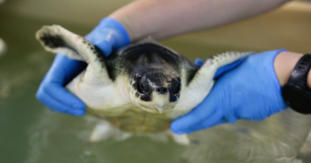 More than 800 turtles rescued from storm drains along Jersey Shore