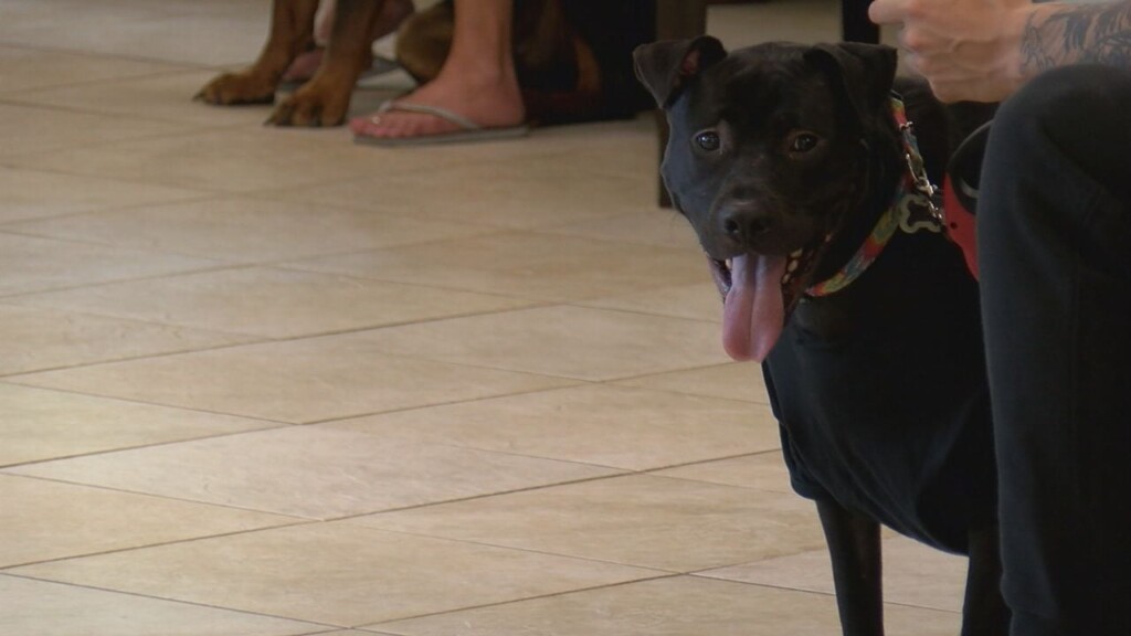 Wilmington Veterinarian Warns Dog Owners About Canine Flu