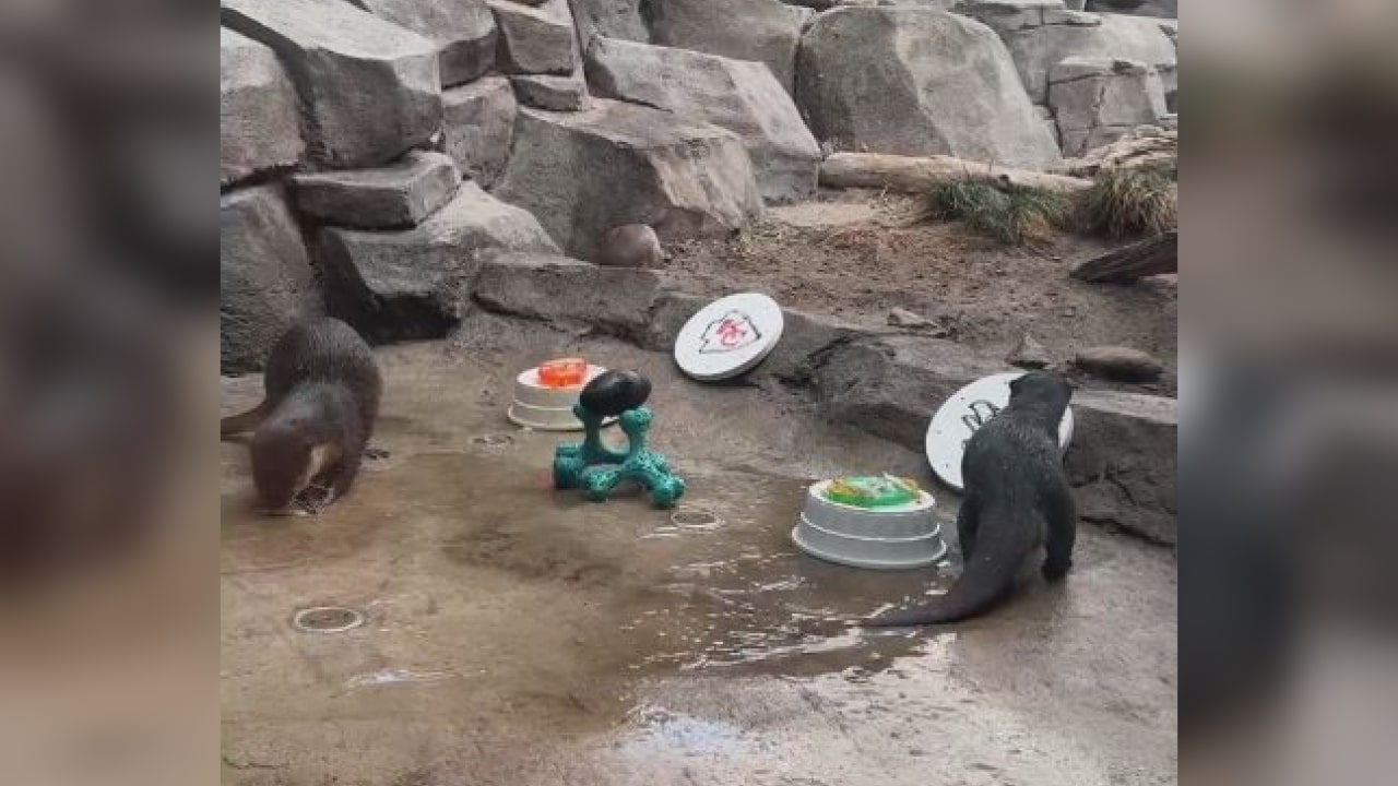 WATCH NC Aquarium at Fort Fisher otters split decision on Super Bowl