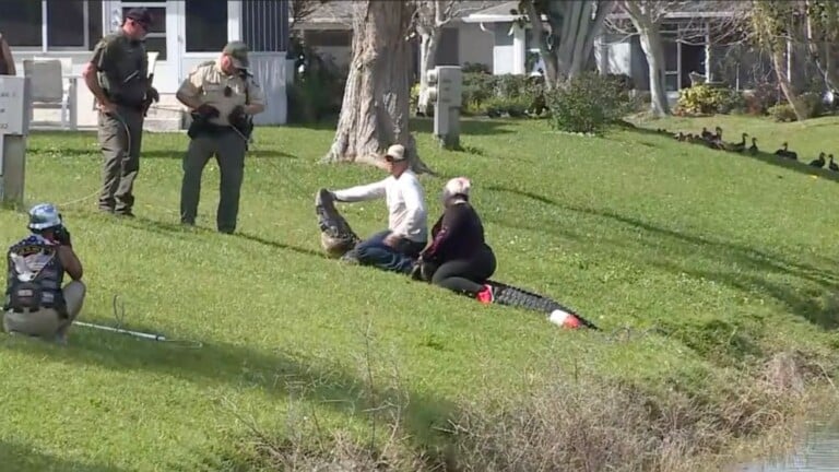 85-year-old woman killed by alligator in Florida - WWAYTV3