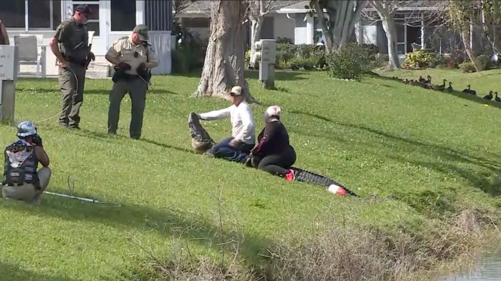 85yearold woman killed by alligator in Florida  WWAYTV3