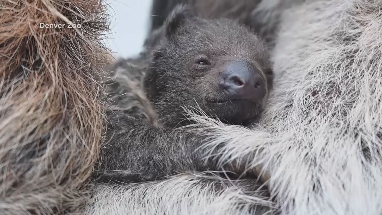 'Rain', 'Wicket' or 'Cappuccino'? Help name Denver Zoo's baby twotoed