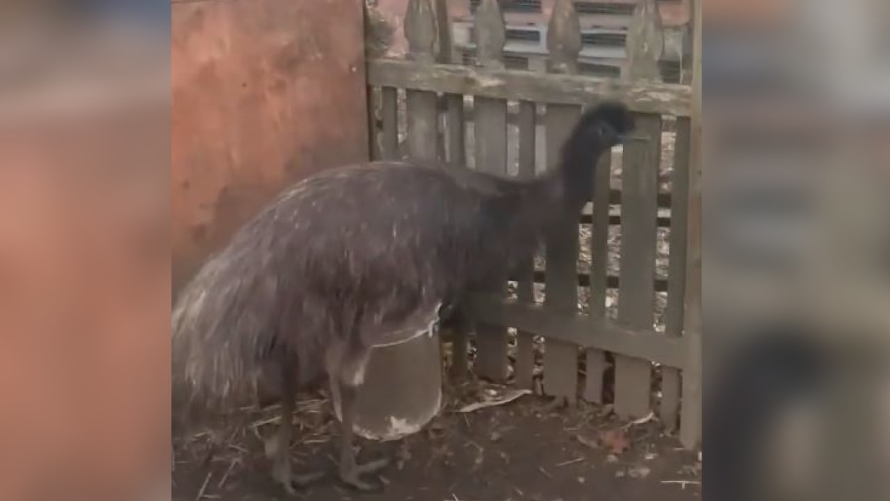 Skywatch Bird Rescue saves malnourished Emu from 'abysmal conditions' -  WWAYTV3